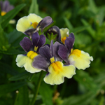 Nemesia Escential Blueberry Custard